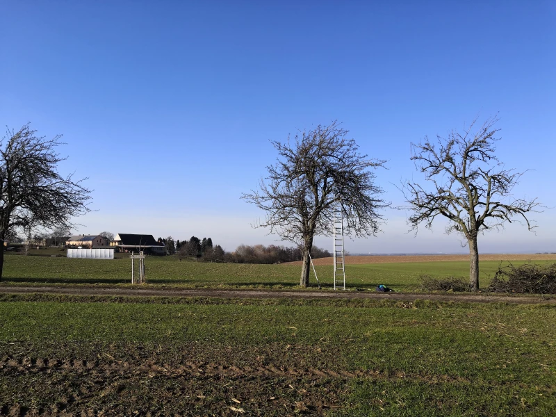 Birnenallee bei Grimma 2