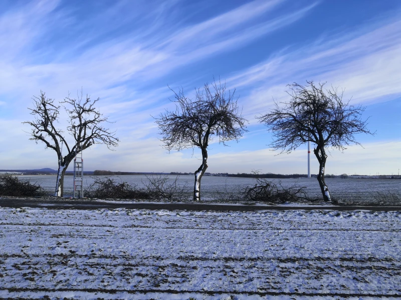 Birnenallee bei Grimma 1