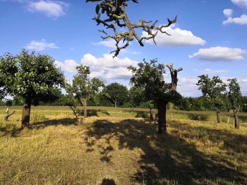 Streuobstwiese bei Leisnig