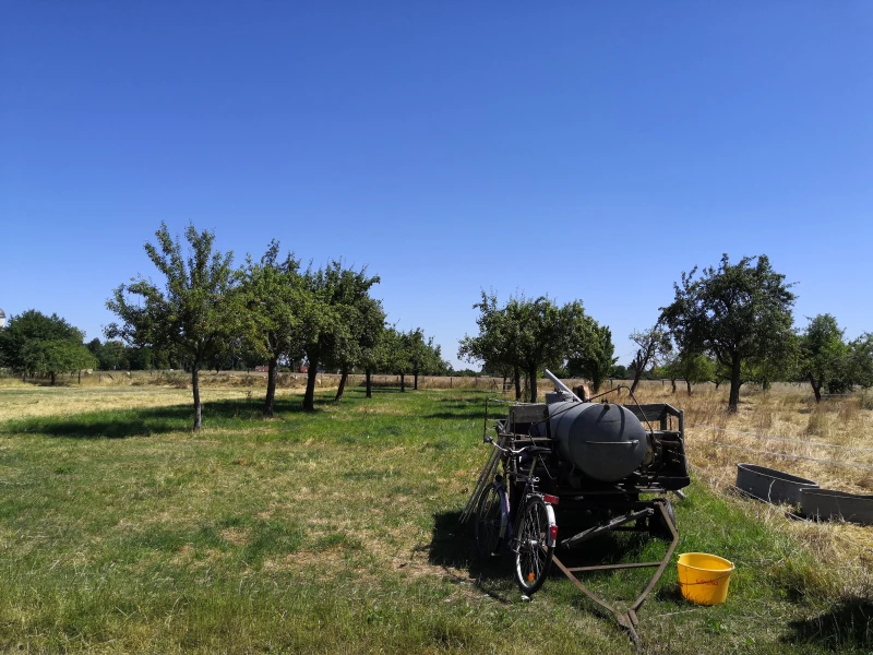 Schnittkurs_Engelsdorf_Wiese mit kleinen alten Birnen