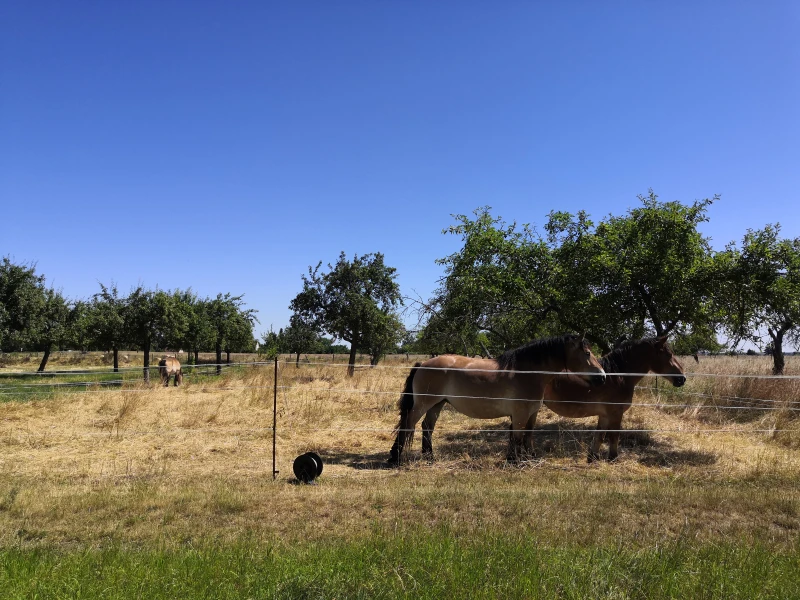 Streuobstwiese Engelsdorf mit Pferden
