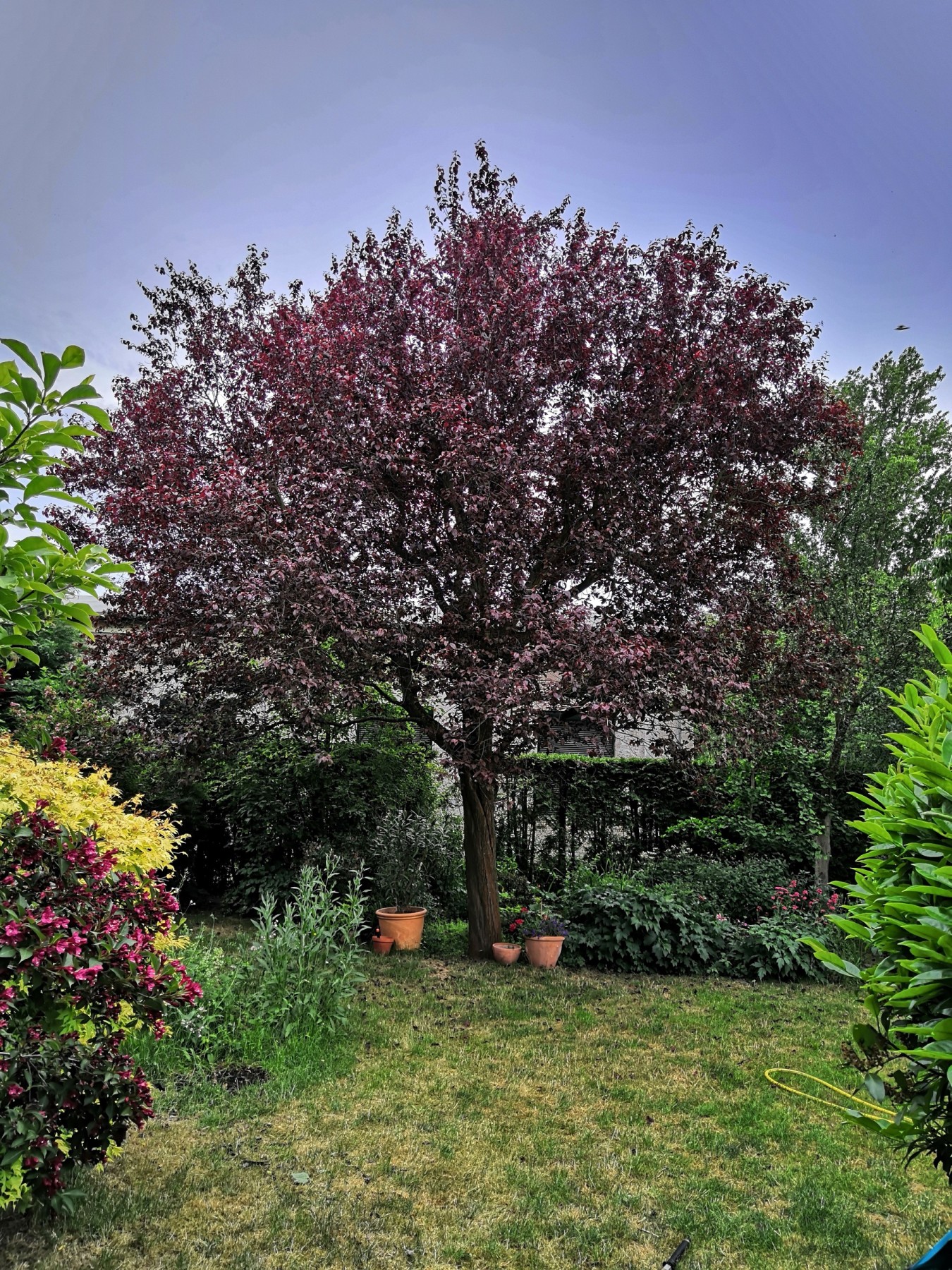 Es war einmal eine Blutpflaume.