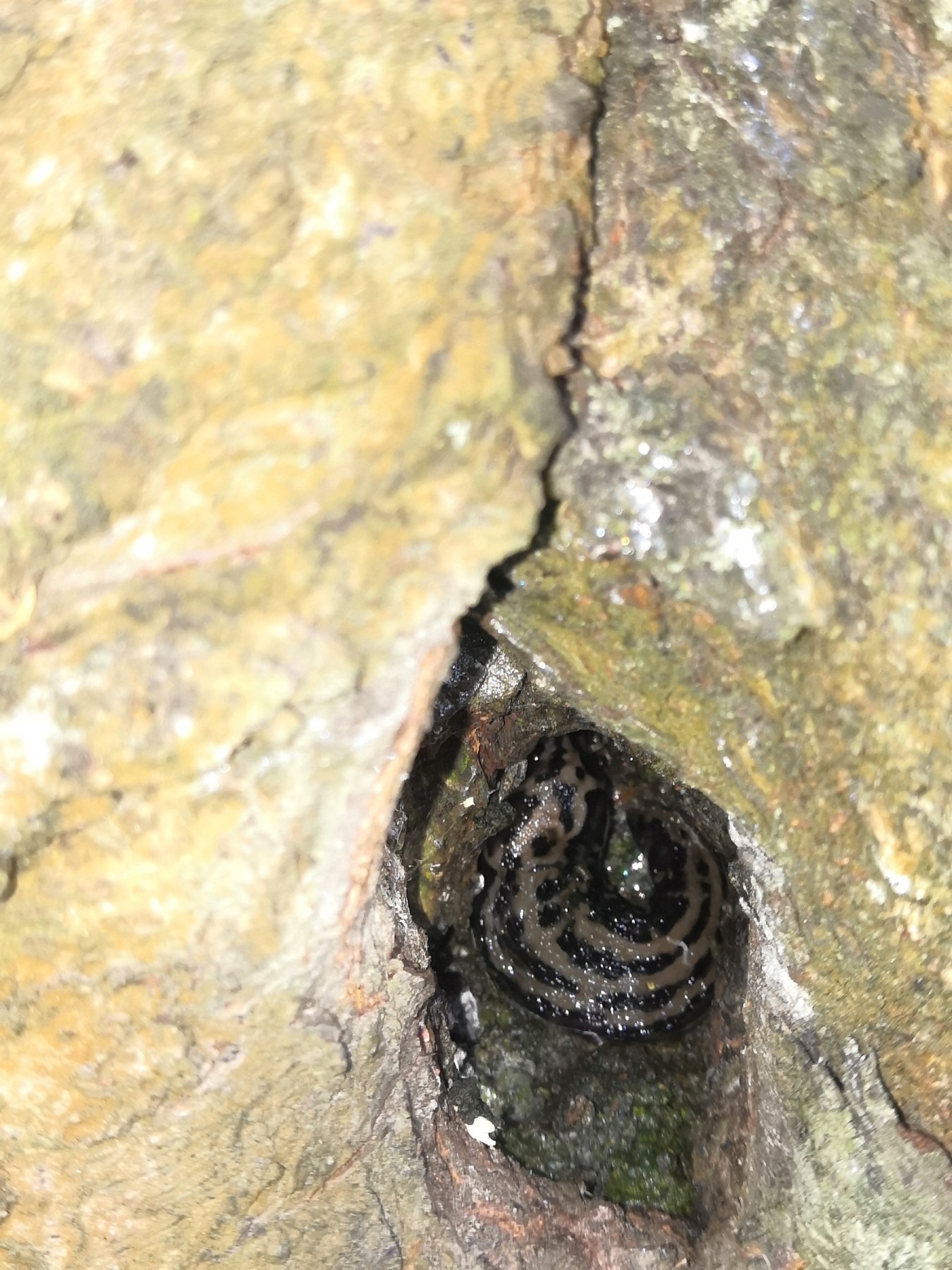 Der Schneck fand es doch.