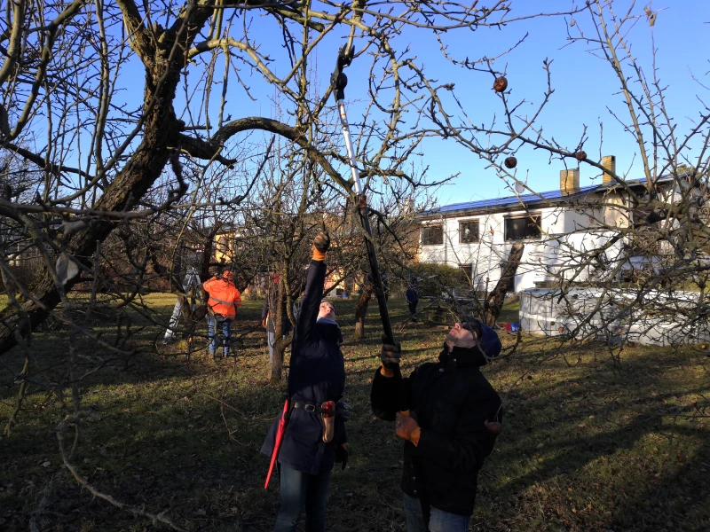 Praxis im Schnittkurs an Apfelbäumen im Februar