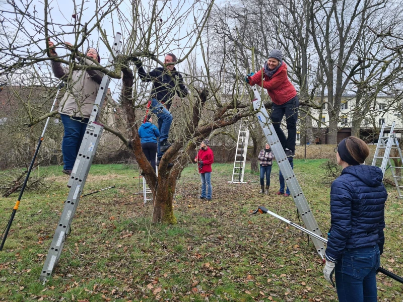 Praxis im Schnittkurs an Apfelbäumen im März