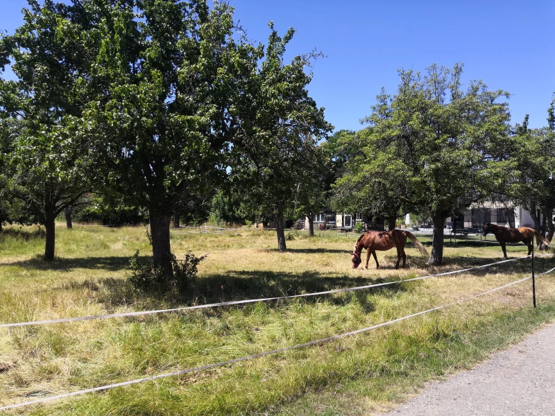 Streuobstwiesenparadies Engelsdorf 2