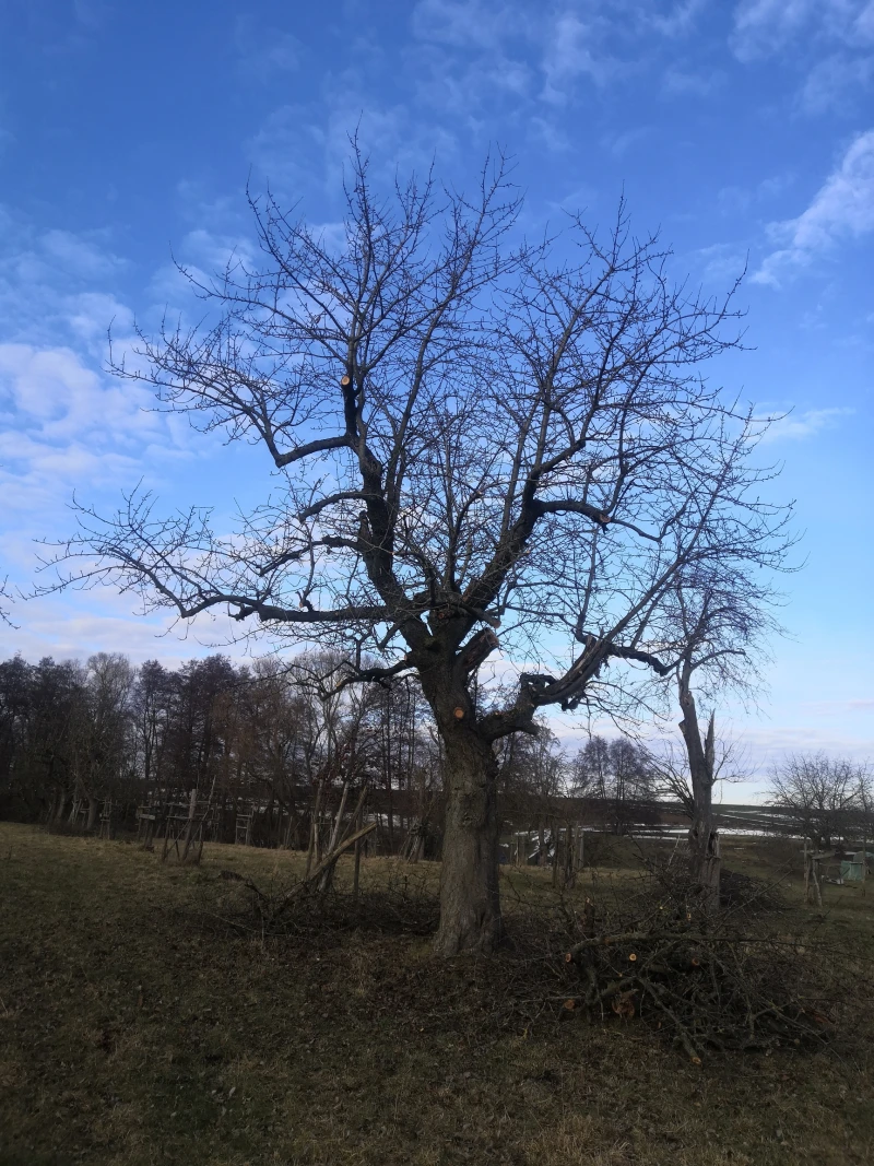 Süßgesicht ist eine Süßkirsche und ca. 80 Jahre alt